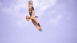 osprey