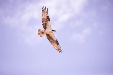 How Birds Can Navigate Using the Earth’s Magnetic Field