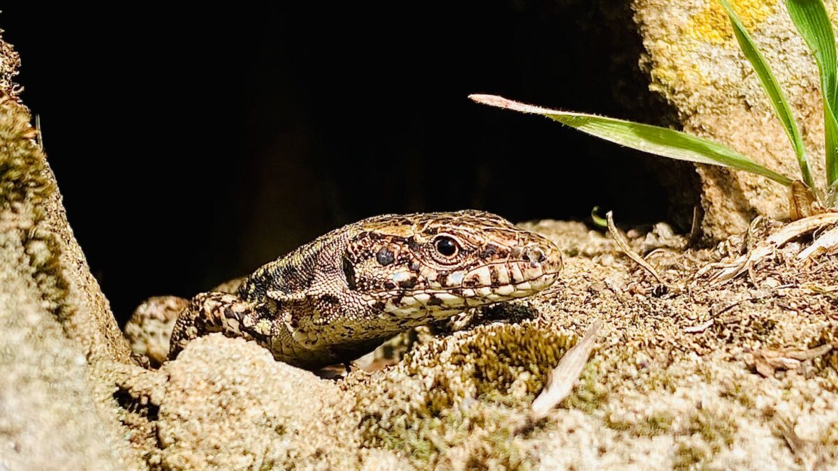 The Lizard That Can Run on Water – Nature’s Real-Life Jesus Lizard ...