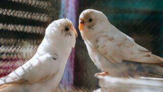 love birds