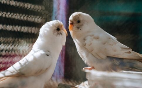 How Do Birds Recognize Their Own Species?