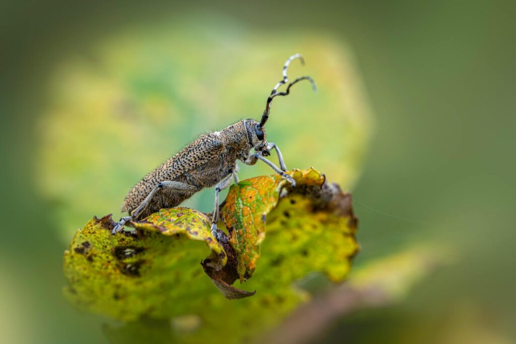 Free stock photo of animal, antenna, forest