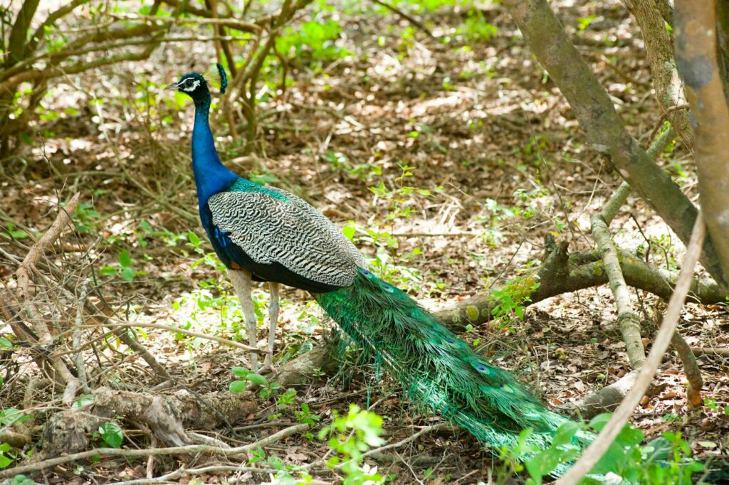 A vibrant peacock displaying its colorful plumage in a tropical Sri Lankan forest.