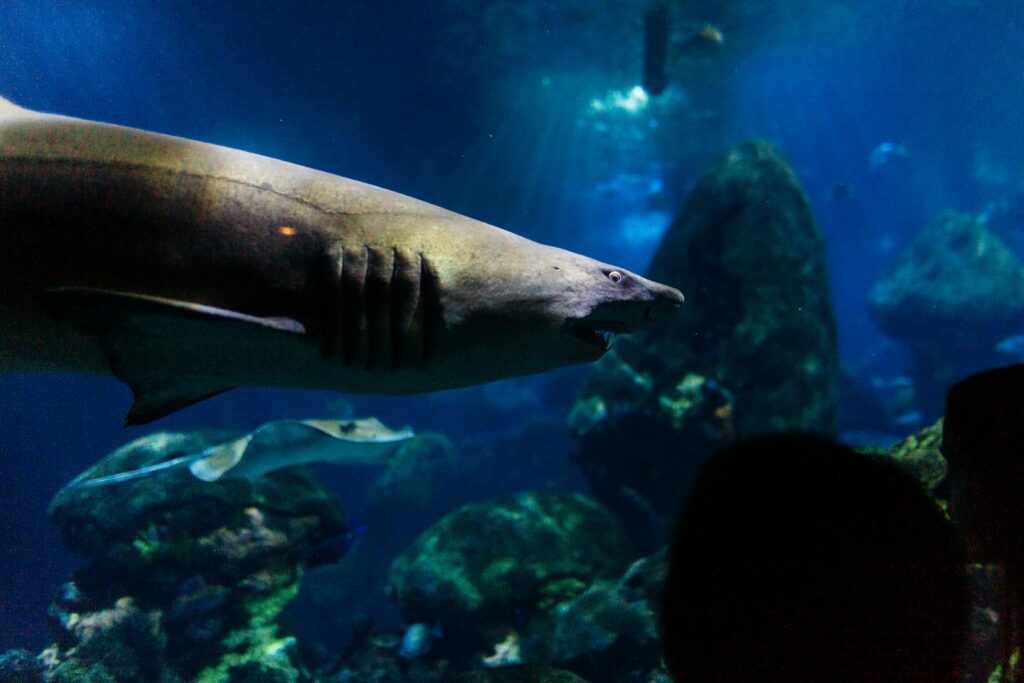 A captivating underwater shot of a shark swimming peacefully in an aquarium, surrounded by marine life.