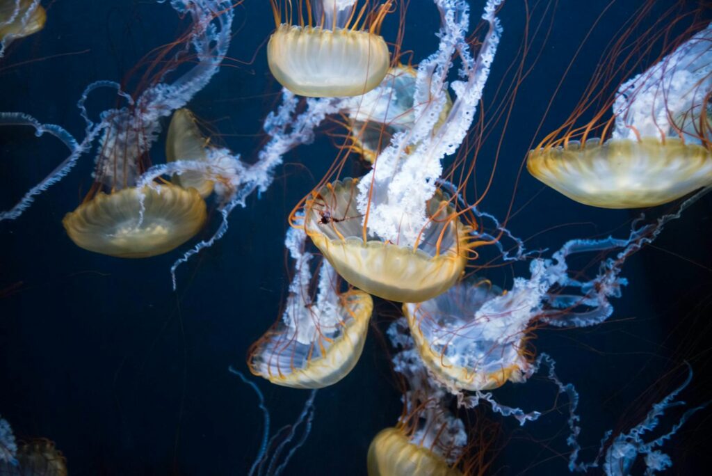 A mesmerizing view of jellyfish swimming gracefully in the deep blue ocean waters.