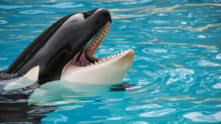 A majestic orca whale showing its teeth while swimming in clear blue water, showcasing its natural beauty.