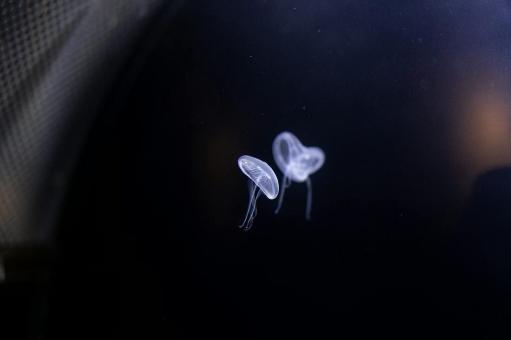 Two ethereal jellyfish gracefully floating in a dark underwater setting, showcasing marine beauty.