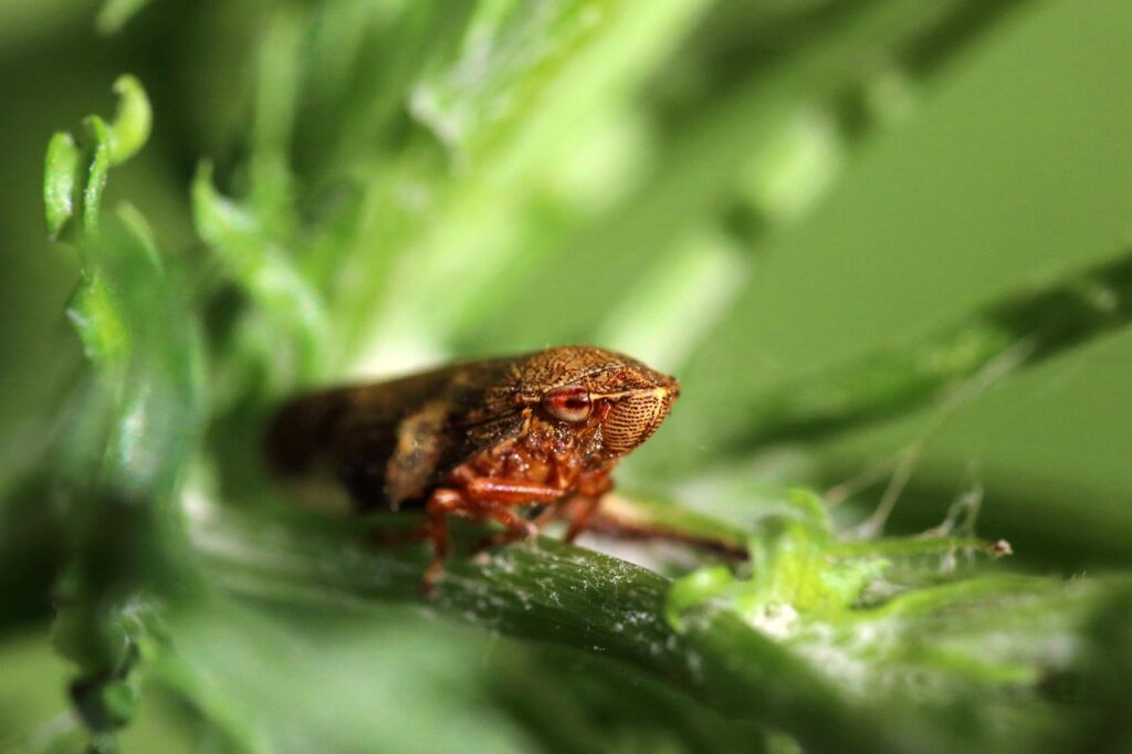 froghopper, spittlebug, insect, creature, macro, nature, red, head, bug, small, brown, animal, froghopper, spittlebug, spittlebug, spittlebug, spittlebug, spittlebug