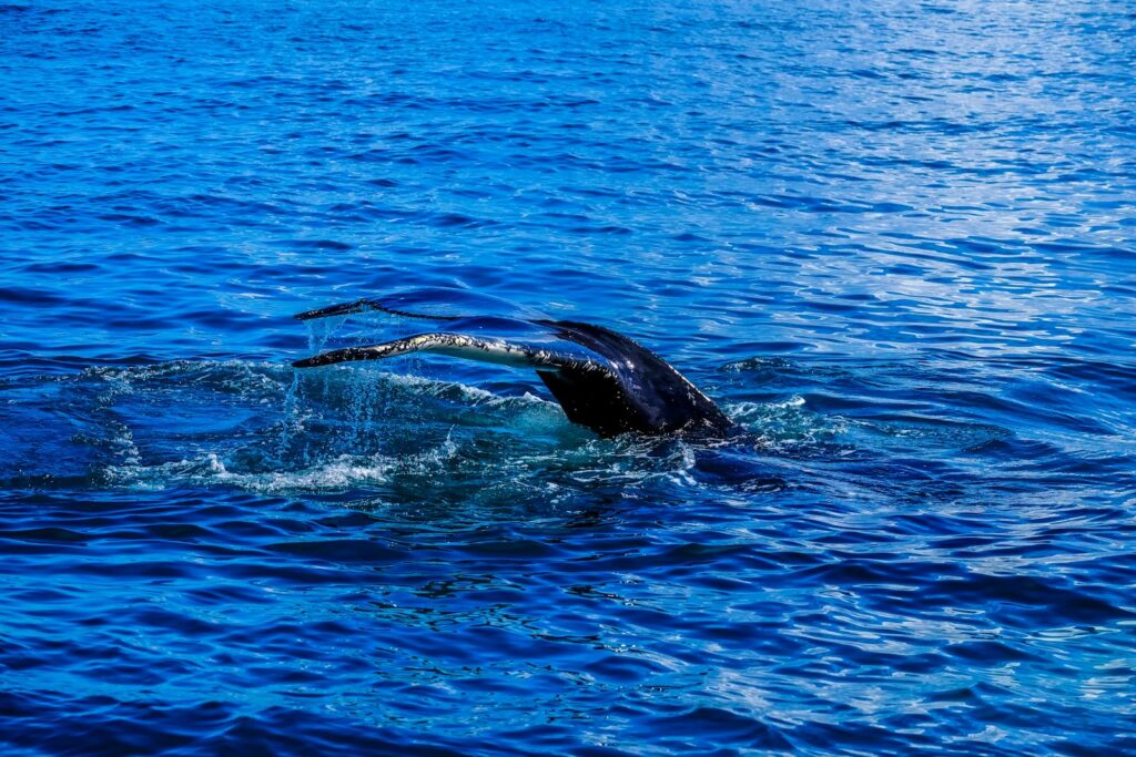 Captivating view of a whale's tail surfacing with splashes on a serene ocean.