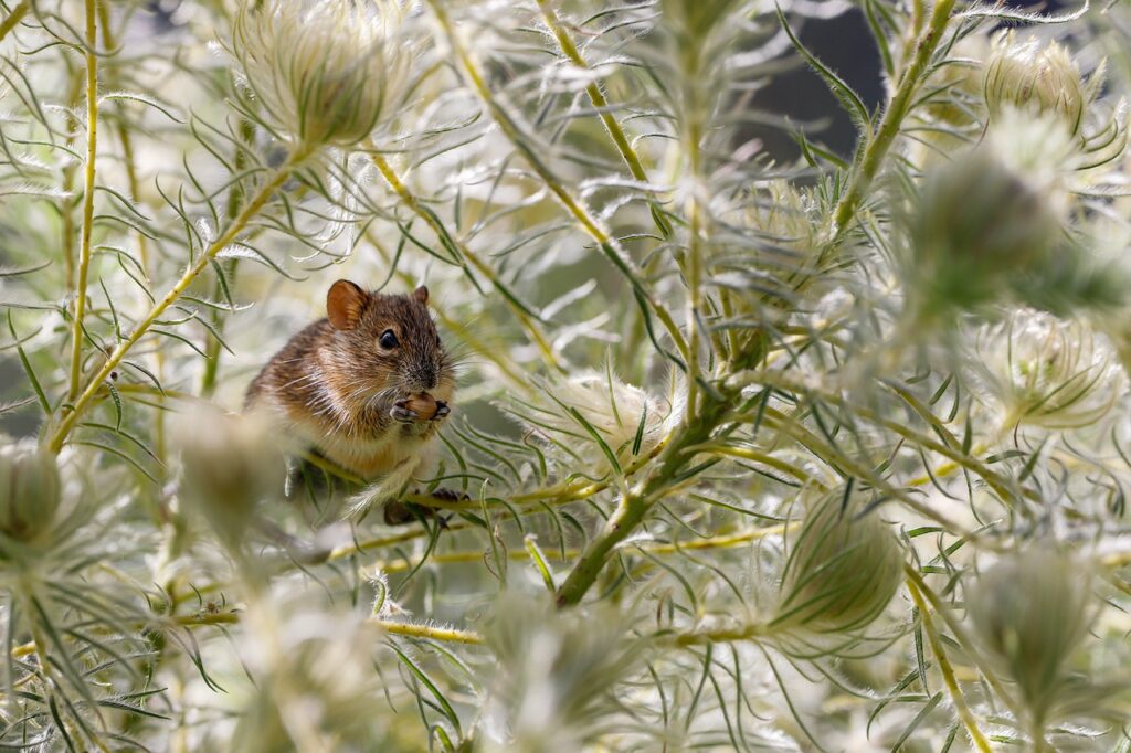 animal, mouse, mammal, rodent, nature, rat, wildlife, wild, prey, species, fauna, mouse, mouse, mouse, rat, rat, rat, rat, rat