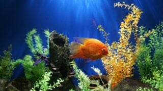 Yellow fish swimming underwater.