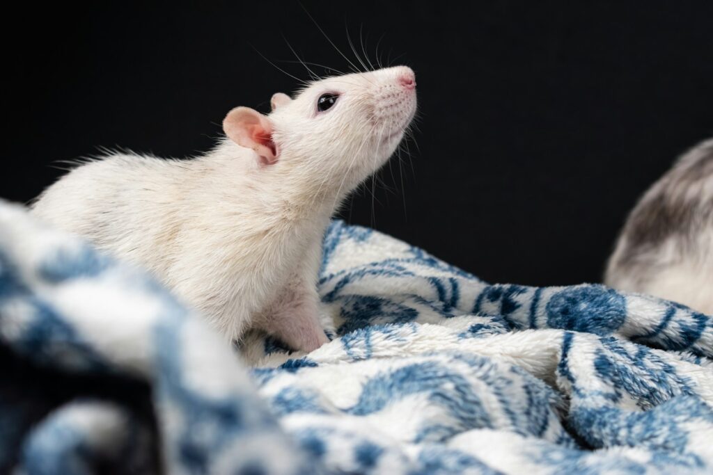 a white rat sitting on top of a blue and white blanket