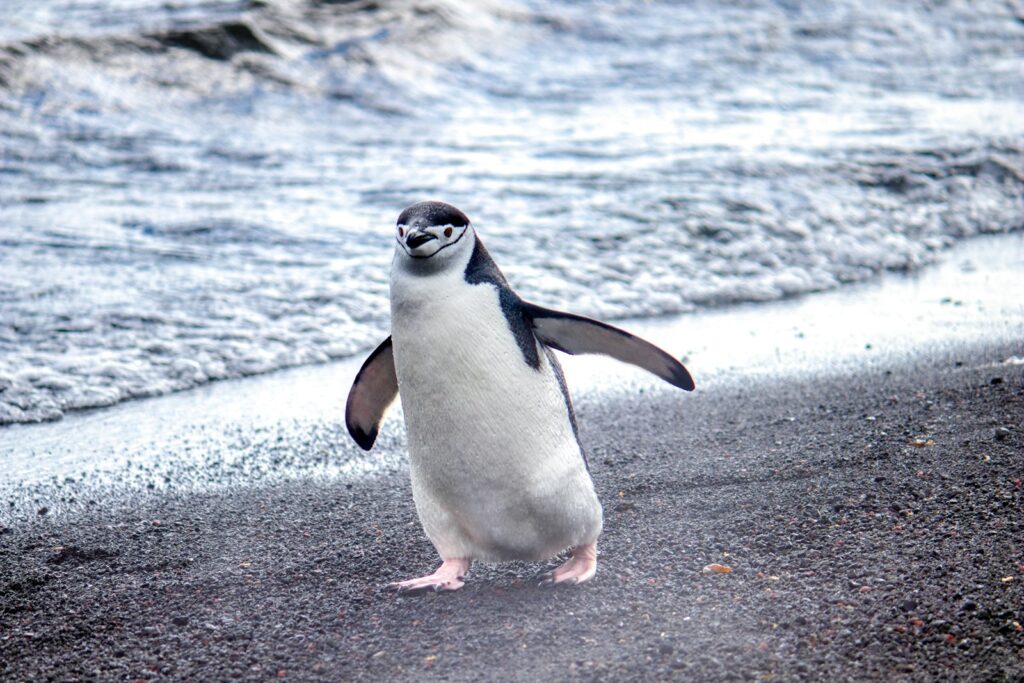 white and black Antarctica's Emperor of the Shadows on shore