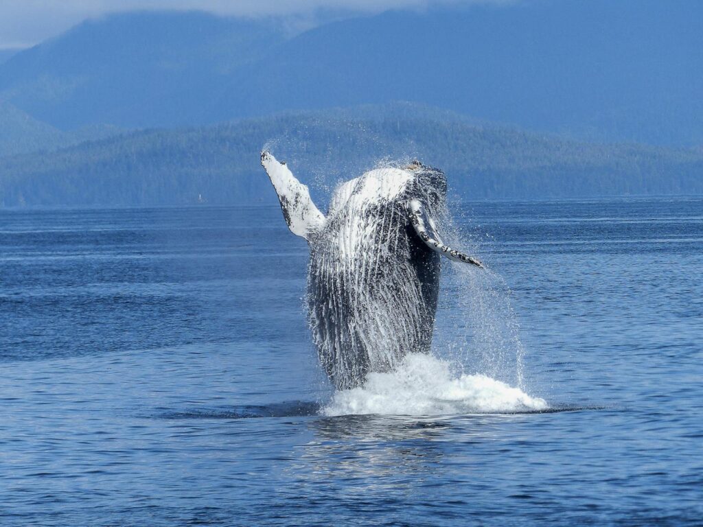 A stunning capture of a humpback whale breaching the ocean surface with mountains in the background.