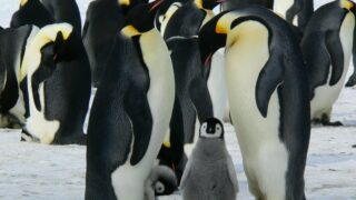 A group of emperor penguins with their chicks on a snowy landscape showcasing family bonding in the wild.