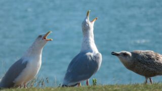 Three seagulls having a conversation on a coastal cliff with the ocean in the background.