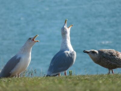 Why Learning Bird Calls Can Improve Your Birding Success