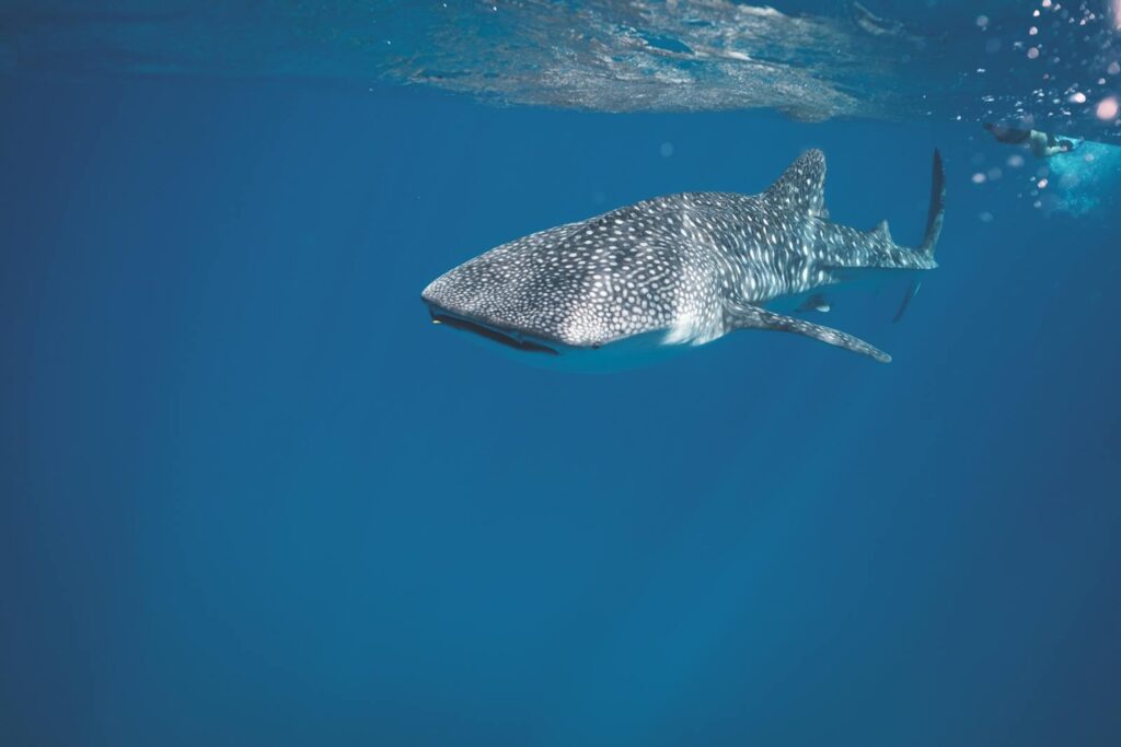 Whale shark swimming under crystal clear water of ocean near surface under sunlights