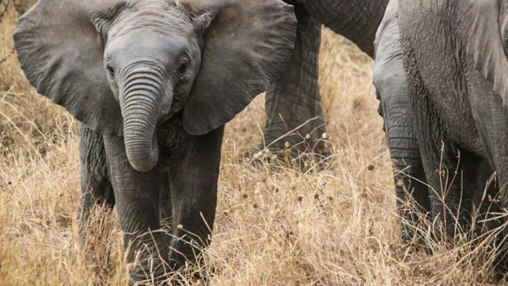 The Oldest Living Mammal Ever Recorded