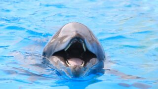 a dolphin with its mouth open in the water