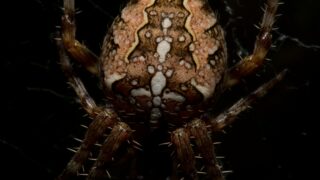 brown and black spider on web