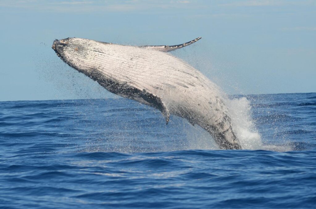 A majestic humpback whale breaching in the Indian Ocean near Réunion Island.
