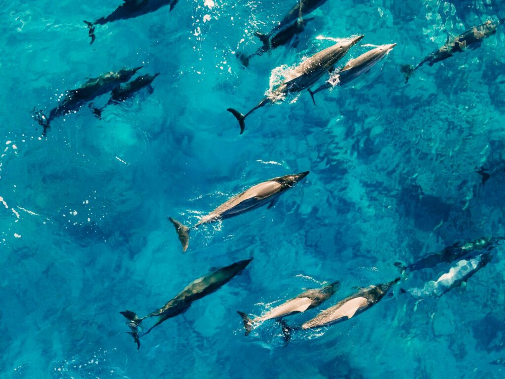 A captivating aerial view of dolphins gracefully swimming in the vibrant blue sea.