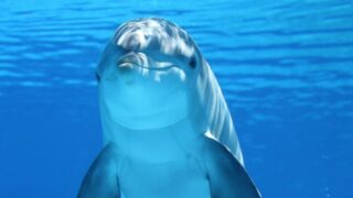 A captivating underwater shot of a dolphin swimming in clear blue water.
