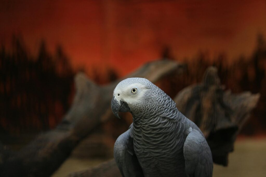 A detailed image of an African Grey Parrot with a blurred earthy background, showcasing its plumage and distinct features.