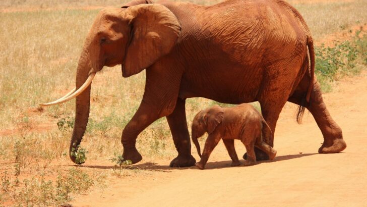 The Animal That Produces the Most Offspring in a Lifetime