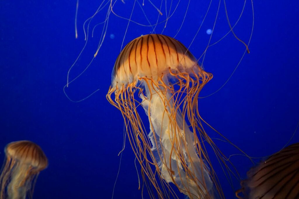 Elegant jellyfish suspended in serene blue waters, showcasing mesmerizing textures and patterns.