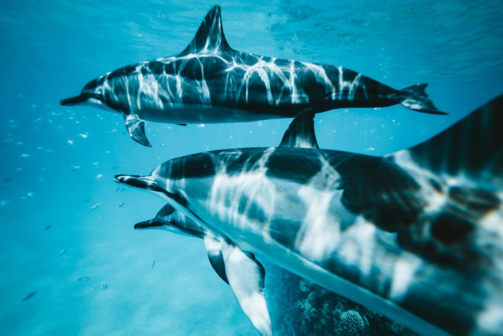 Group of dolphins swimming gracefully underwater in a clear ocean setting