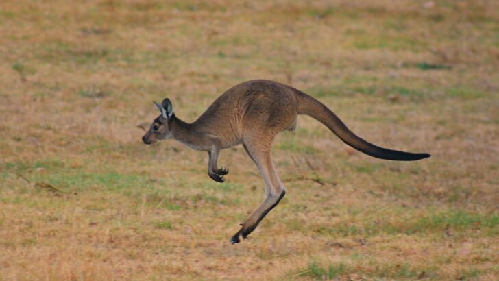 The Animal With the Most Shock Absorption in Its Legs