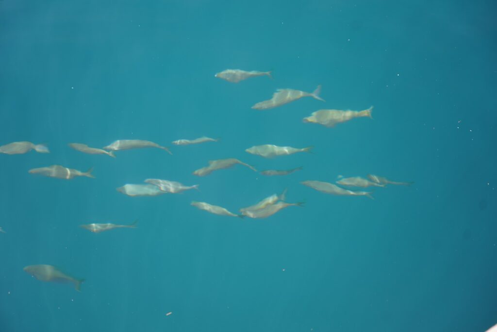 A large group of fish swimming in the ocean