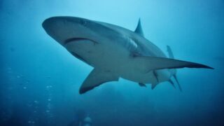Stunning close-up of a grey reef shark in its natural underwater habitat, showcasing marine wildlife.