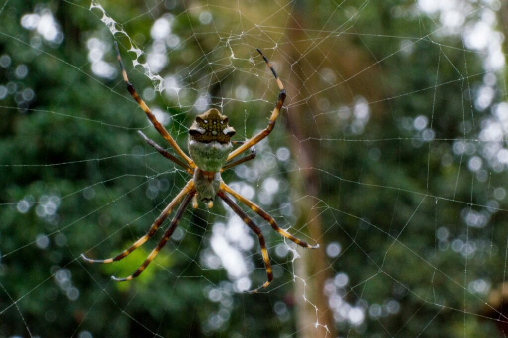 a close up of a spider on a web