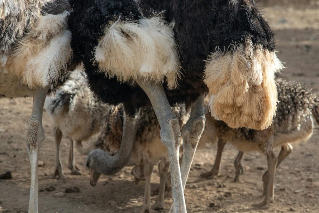 Ostriches foraging in a natural setting, showcasing feather detail and social behavior.