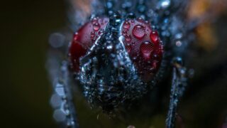 Detailed macro image of a fly's compound eye covered in water droplets, showcasing texture and color.
