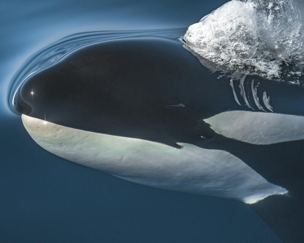 A captivating close-up of an orca surfacing in the ocean near Santa Barbara, California.