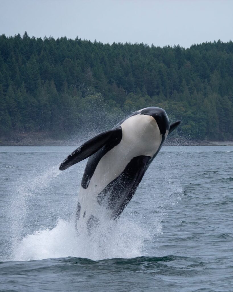 Spectacular view of an orca whale breaching in the Salish Sea.