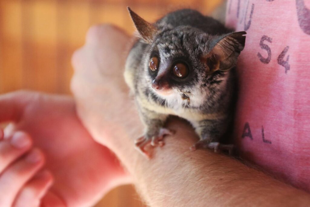 Adorable galago resting on a person's arm, showcasing its big eyes and soft fur.