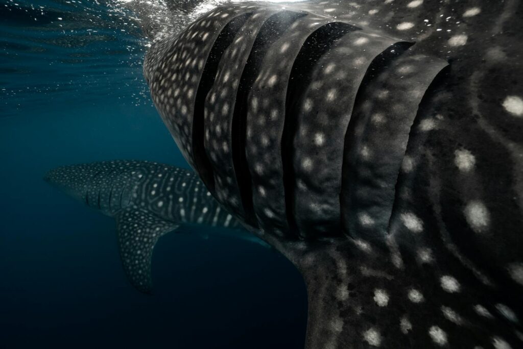 Majestic whale sharks swimming gracefully in ocean depths. Stunning underwater scene.