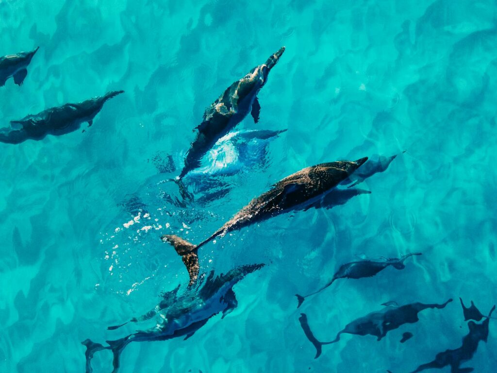 Drone view of dolphins swimming together in blue clear water of transparent sea