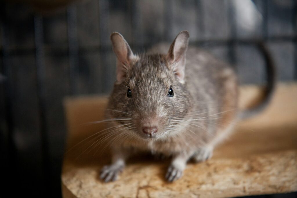 A mouse sitting on a piece of wood