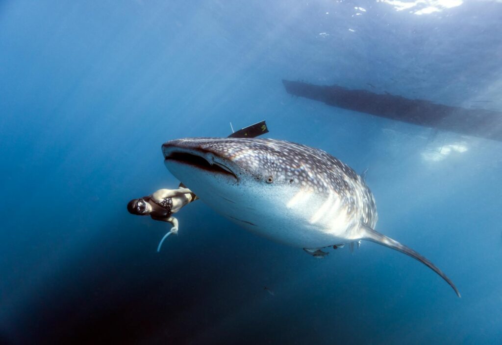 A scuba diver swims alongside a majestic whale shark in the ocean depths.