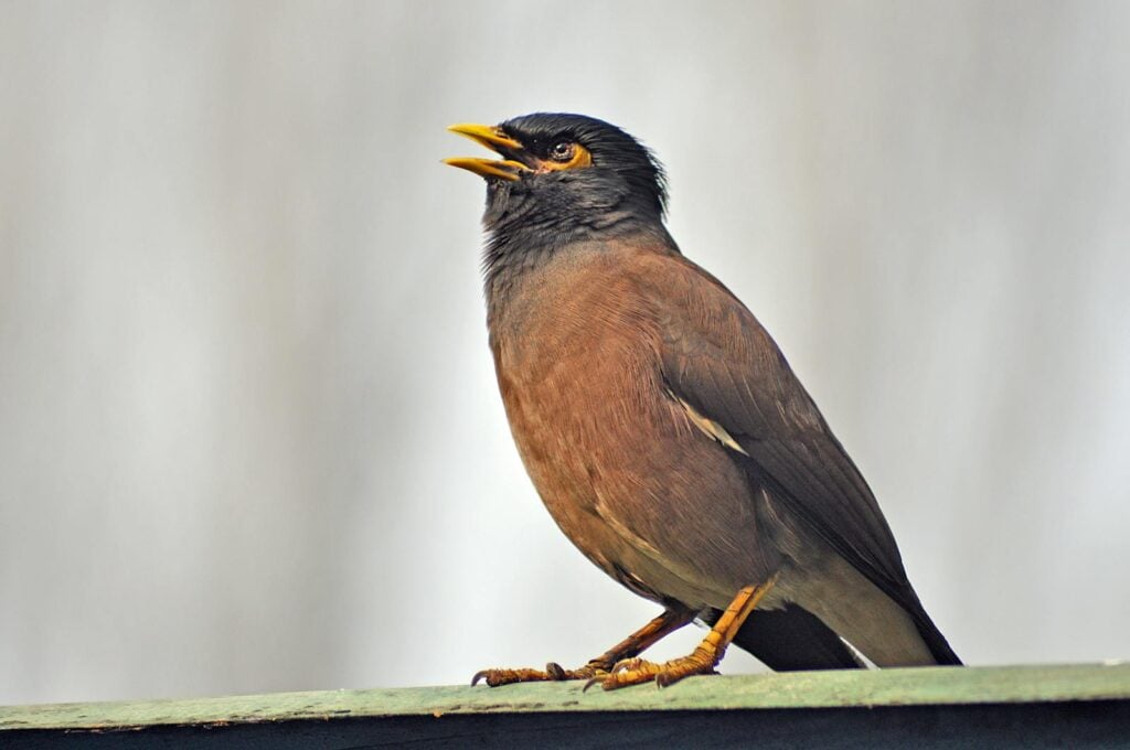 A detailed side view of a Common Myna bird, standing outdoors with open beak, showcasing vibrant feathers.