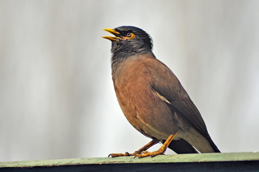 A detailed side view of a Common Myna bird, standing outdoors with open beak, showcasing vibrant feathers.