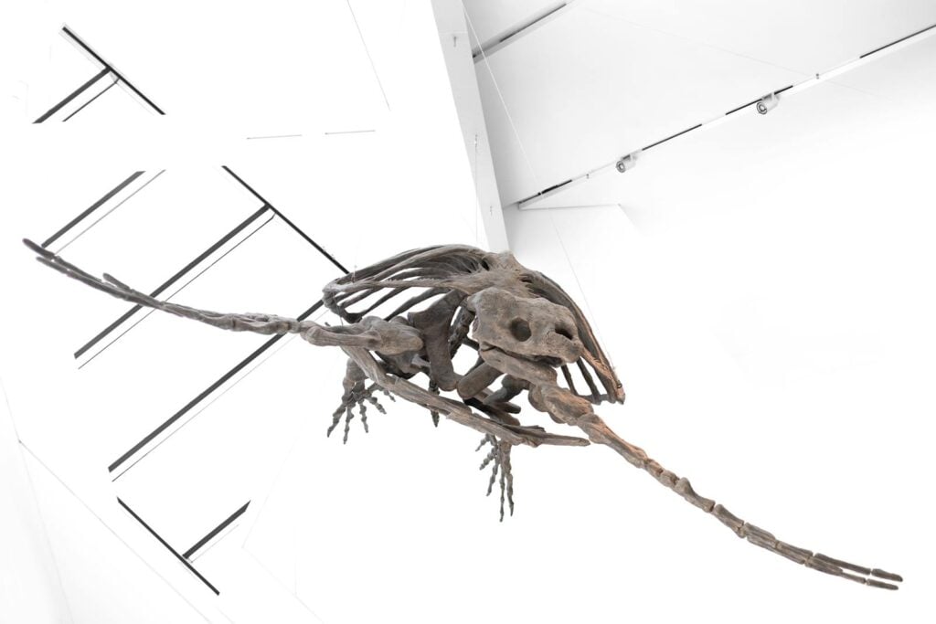High-angle view of a Protostega skeleton on display in a Toronto museum.