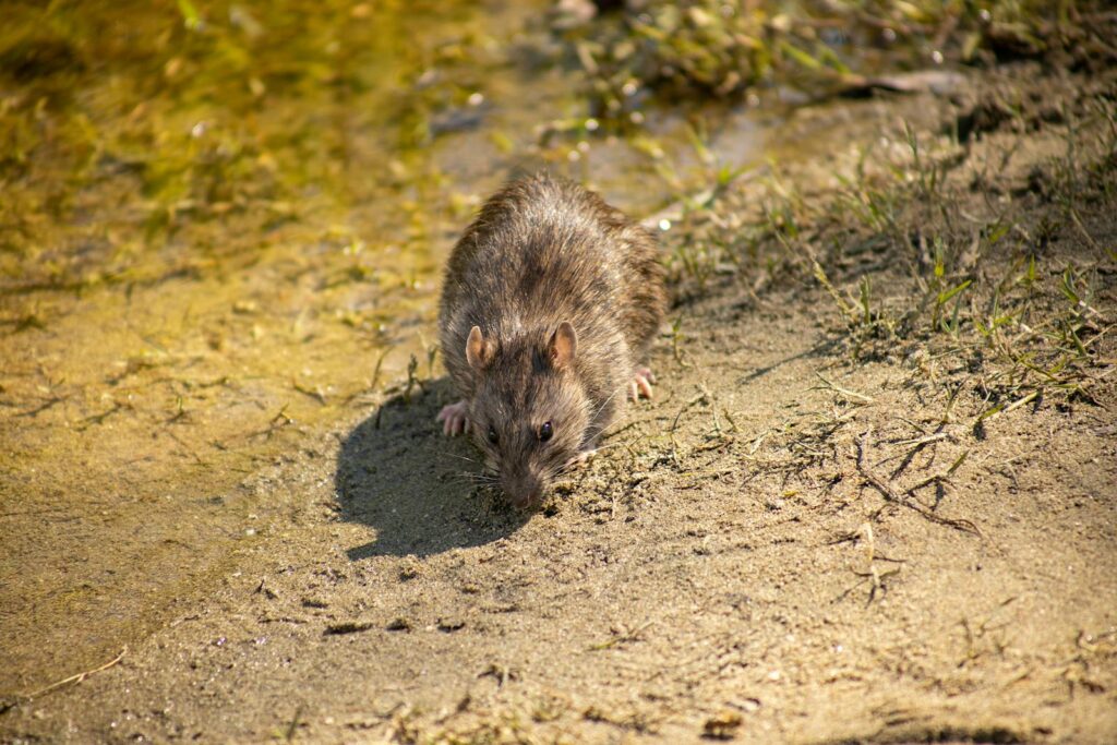 Captivating close-up of a wild  exploring a natural outdoor environment in sunlight.