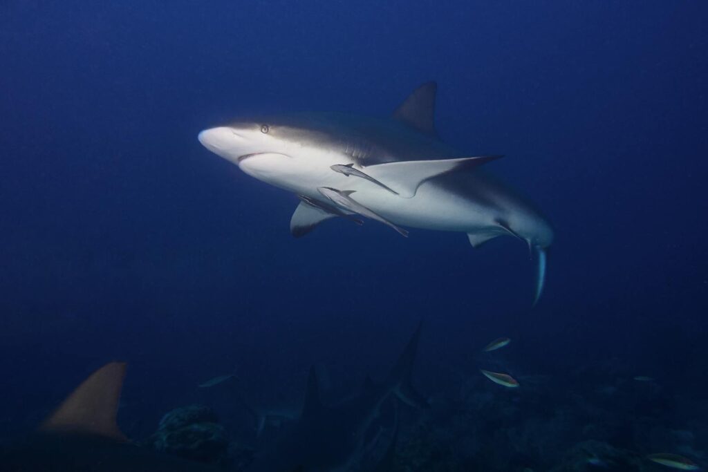 Close-up of a bull shark swimming in the deep blue ocean, showcasing marine wildlife.